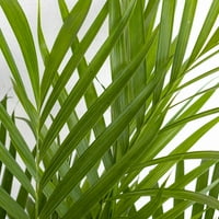 United óvoda élő macska pálma növény magas, fényes zöld háztartásban