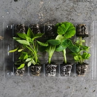 Leaf'd Bo Education Plant Growing Kit - Paradicsom, tök, uborka, paprika és még sok más, számoljon