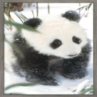 Állatok-Panda a hó fal poszter, 22.375 34