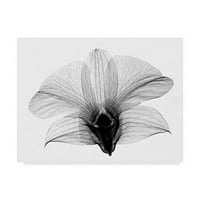 Védjegy képzőművészet 'Dendrobium a hátsó sugár orchideán' vászon művészet Bert Myers
