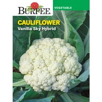 Burpee Vanilla Sky hibrid karfiol magok-nem GMO, zöldségkertészeti magok, 300 mg, 1 csomag