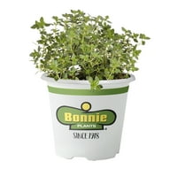 Bonnie Plants citrom kakukkfű