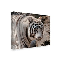 Védjegy képzőművészet 'fehér tigris 2' vászon művészet készítette Galloimages Online