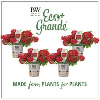 4. in. Eco+Grande, Superbena Red Live Plant, piros virágok