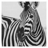 Masterpiece Művészeti Galéria Zebra bezárása Frida Bredesen Canvas Photo Art Print 30 30
