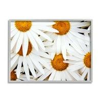 A Stupell Industries virágzó Daisy Florals White Piros Flower Field Photography, 16, Design, Michael Broom