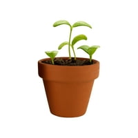 Buzzy Mini Terracotta Grow Pot - Garantáltan növekedni - Coneflower - Nagyszerű partik, esküvők, rendezvények és ajándékok számára