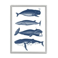 Stupell Industries Különböző bálnák típusai tengeri élet részletes illusztrációk grafikus művészet szürke keretes művészet nyomtatott