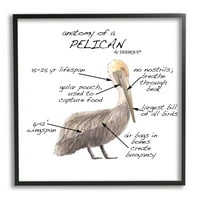 Stupell Industries Pelican Sea Bird Animal Educational Anatomy Diagram Grafikus Art Fekete Keretes Art Print Wall Art, Design