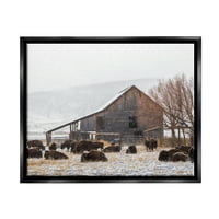 Stupell Industries Snow Porsed Barn Buffalo Bison Bisural Farm Fénykép Jet fekete úszó keretes vászon nyomtatott fali művészet,