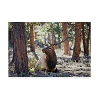 Védjegy Szépművészeti 'Elk Study I' Canvas Art készítette: David Drost