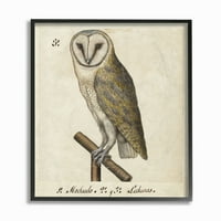 Stupell Home Dekor Industries OWL Rajz Vintage Paper Animal Bird Design keretes fal művészet ismeretlen