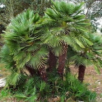 10 Európai rajongói pálma élő növény