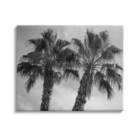 Stupell Industries magas trópusi pálmafák Fekete fehér fotózás, 30, Matheson tervezése