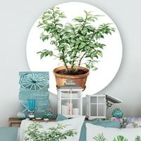 Designart 'Ficus Benjamina növény agyagvirágban' Hagyományos körfém fali művészet - 23 -as lemez