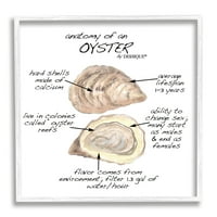Stupell Industries Oyster Marine Life Anatomy Facts Oktatási Diagram grafikus fehér keretes művészet nyomtatott fali művészet,