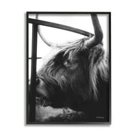 Longhorn szarvasmarha -etető portré állatok és rovarok Fénykép fekete keretes művészeti nyomtatási fal művészet