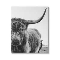 Stupell Industries Highland Cow szarvasmarha kürt közeli nyugodt fotógaléria csomagolt vászon nyomtatott fali művészet, Design: